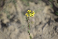 Erysimum coarctatum