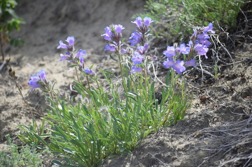 Gorman's Beardtongue