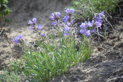 Penstemon gormanii