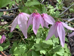 Clematis occidentalis