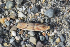 Ancylosis albipenella