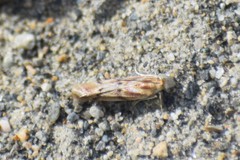 Ancylosis albipenella