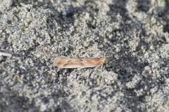 Ancylosis albipenella