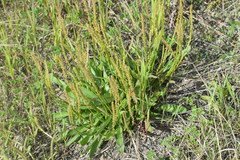 Plantago eriopoda