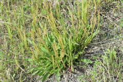 Plantago eriopoda