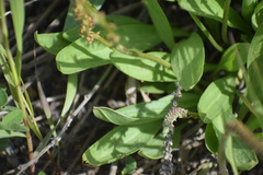 Plantago eriopoda