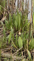Rumex hydrolapathum