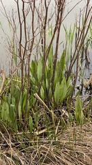 Rumex hydrolapathum