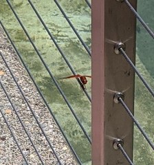 Libellula saturata