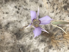 Calochortus macrocarpus macrocarpus