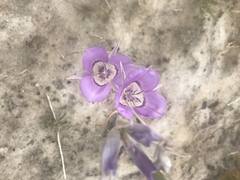 Calochortus macrocarpus macrocarpus