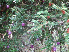 Billardiera longiflora