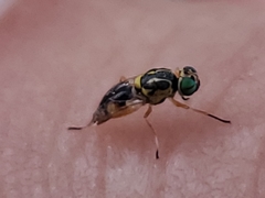Euparyphus cinctus