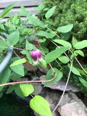 Clematis viorna