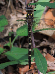 Cordulegaster maculata
