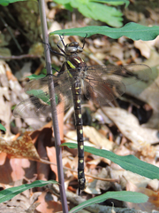 Cordulegaster maculata