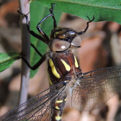 Cordulegaster maculata