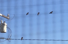 Corvus brachyrhynchos