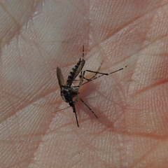 Aedes grossbecki