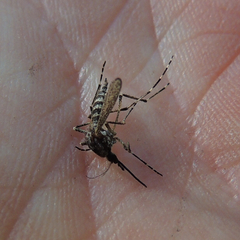 Aedes grossbecki