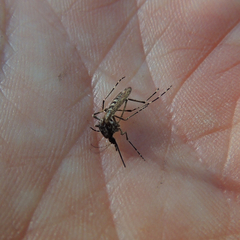 Aedes grossbecki