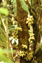 Syzygium cormiflorum