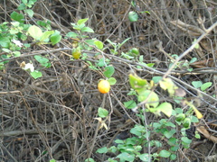 Cordia truncatifolia