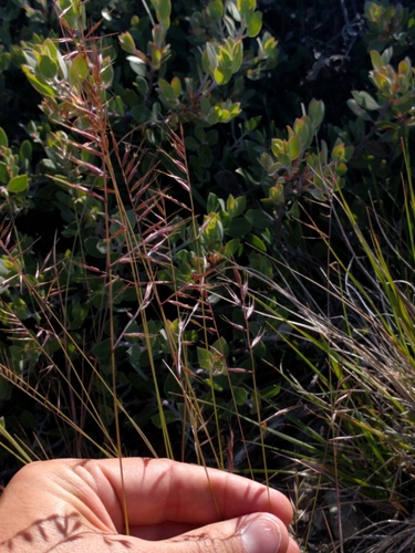 Festuca microstachys, photograph 3