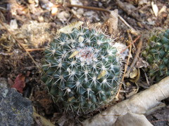 Mammillaria scrippsiana