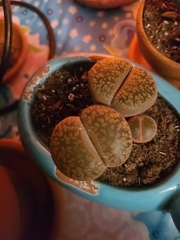 Lithops