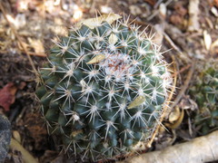 Mammillaria scrippsiana