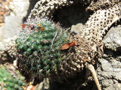 Mammillaria scrippsiana