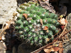 Mammillaria scrippsiana