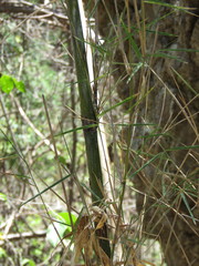 Otatea acuminata