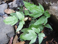 Tectaria heracleifolia