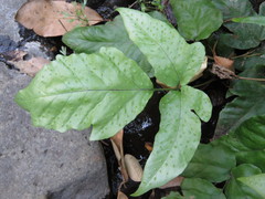 Tectaria heracleifolia