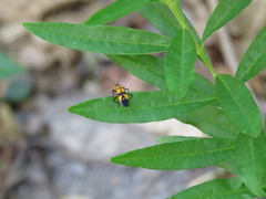Oncopeltus guttaloides