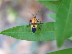 Oncopeltus guttaloides