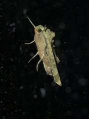 Phlogophora
