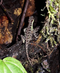 Anolis notopholis