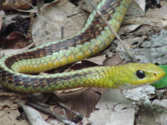 Chironius spixii
