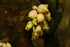 Syzygium cormiflorum