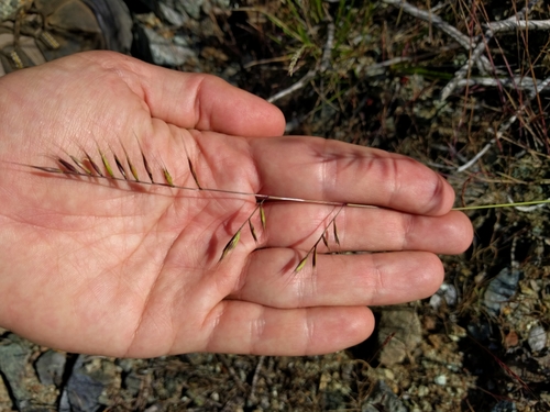 Festuca microstachys, photograph 4