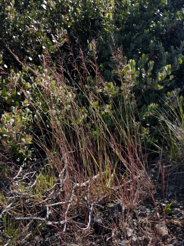 Festuca microstachys, photograph 5