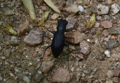 Dromochorus belfragei