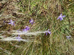 Brodiaea
