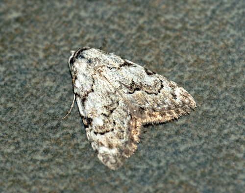 Least Black Arches (Nola confusalis)#N# · iNaturalist