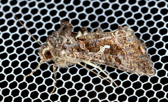 Ctenoplusia