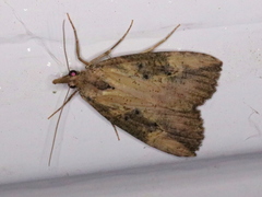Hypena humuli