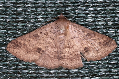 Ericeia sobria